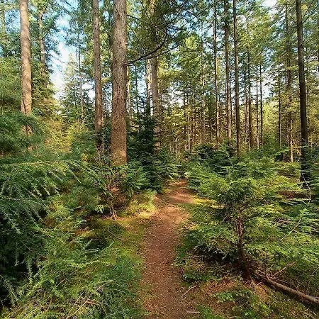 Шале Uniek Boshuisje Olijfje Met Omheinde Tuin Op Loopafstand Veluwse Bos