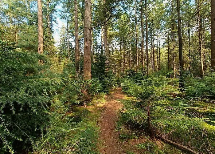 Chalet Uniek Boshuisje Olijfje Met Omheinde Tuin Op Loopafstand Veluwse Bos